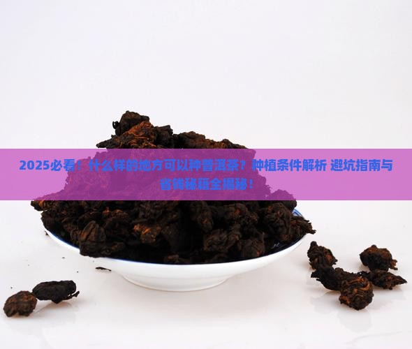 什么样的地方可以种普洱茶