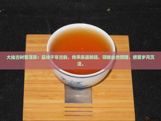 大拙古树普洱茶