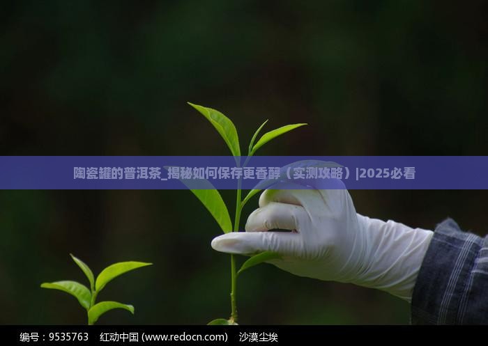 陶瓷罐的普洱茶
