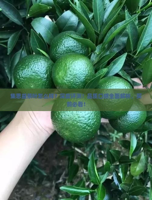 集思益茶叶怎么样