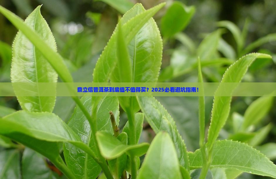 鼎立信普洱茶怎样