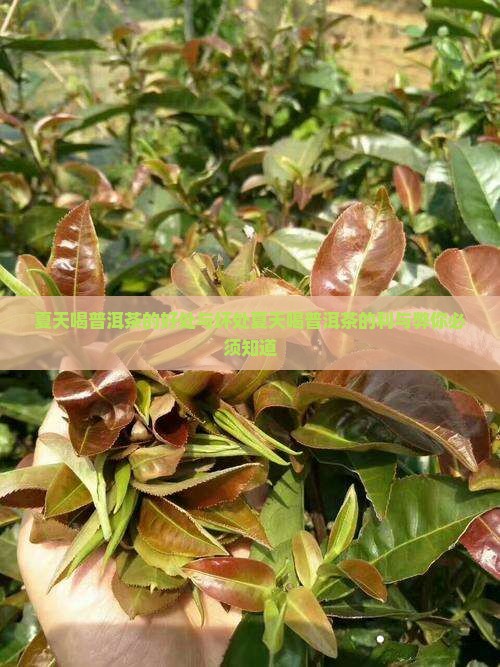 夏天喝普洱茶的好处与坏处