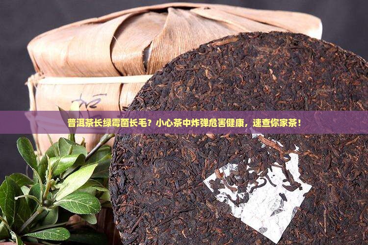 普洱茶长绿霉菌长毛 普洱茶长绿霉菌长毛