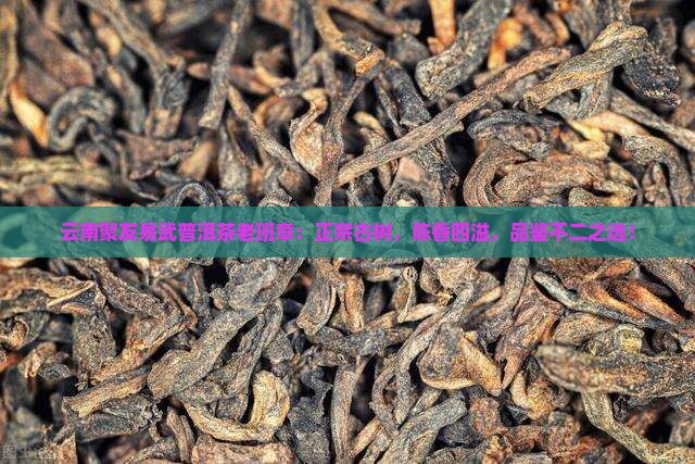 云南聚友易武普洱茶老班章