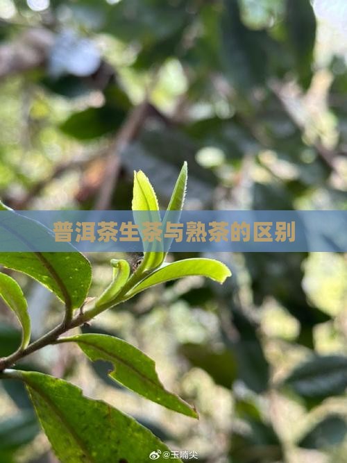 普洱茶生茶与熟茶如何区分