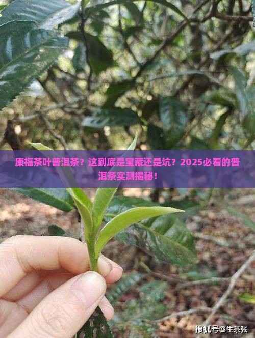 康福茶叶普洱茶