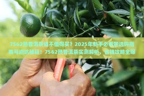 7562熟普洱茶