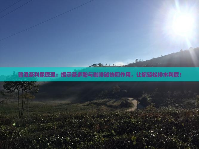 普洱茶利尿原理
