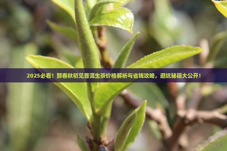 醉春秋初见普洱生茶价格