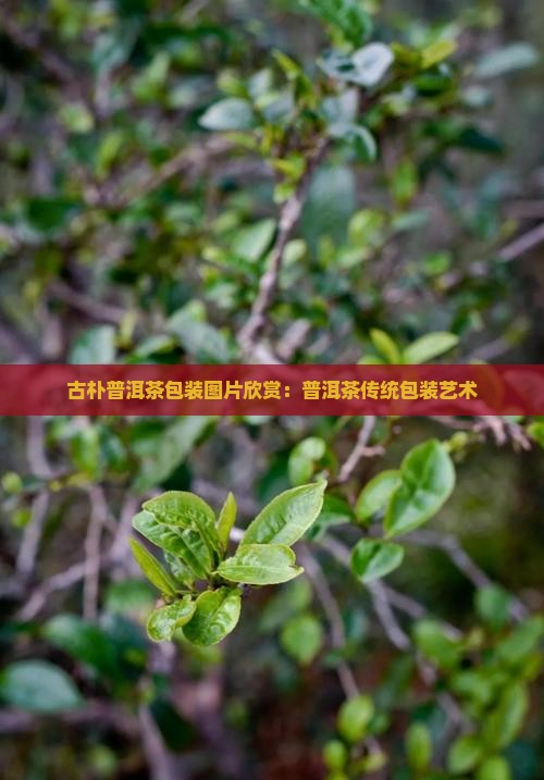 古朴普洱茶包装