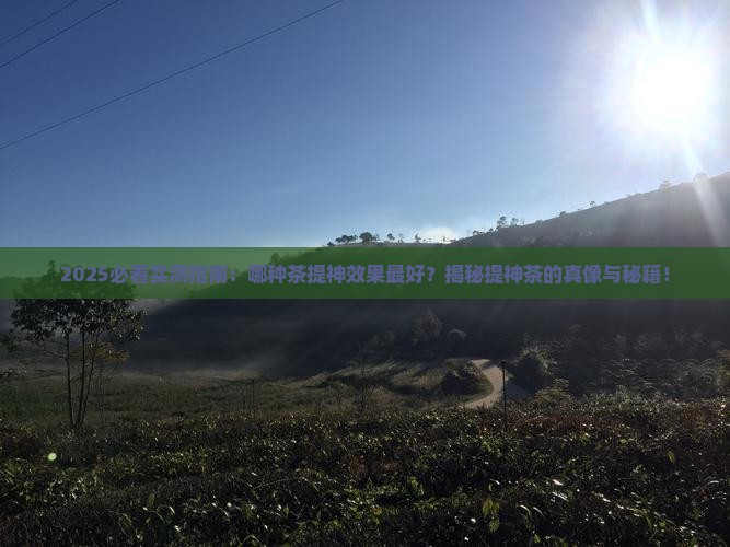 哪种茶提神效果好
