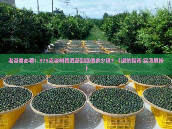 老树普洱茶375克价格