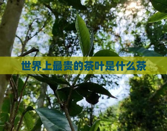世界上最贵的茶叶是什么茶