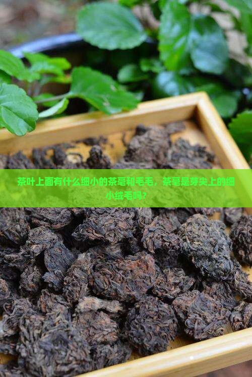 茶叶有茶毛是什么原因