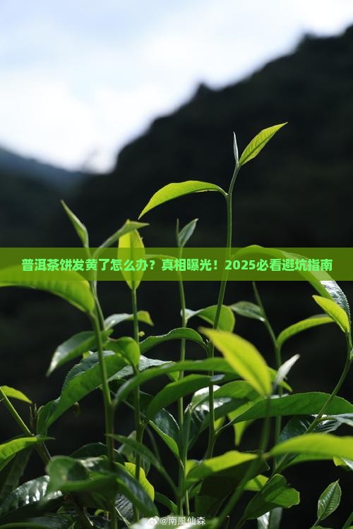 普洱茶饼有点黄怎么办