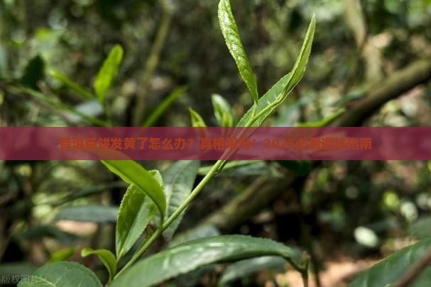 普洱茶饼有点黄怎么办