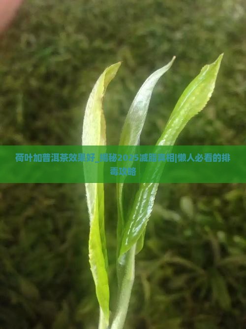 荷叶加普洱茶效果好