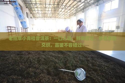 老班章小青桔普洱茶