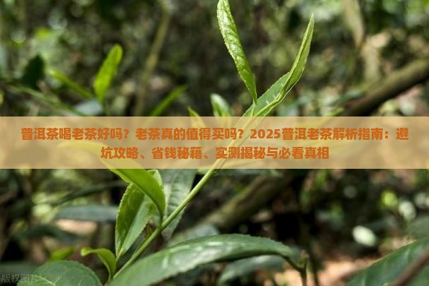 普洱茶喝老茶好吗