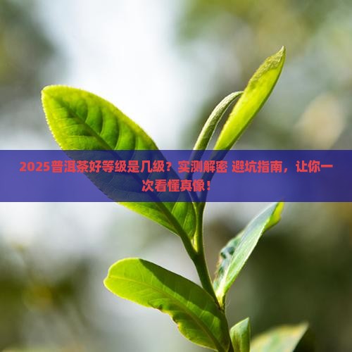 普洱茶好的等级是几级
