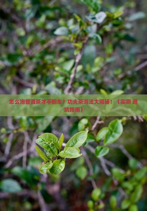 怎么泡普洱茶功夫茶 怎么泡普洱茶功夫茶