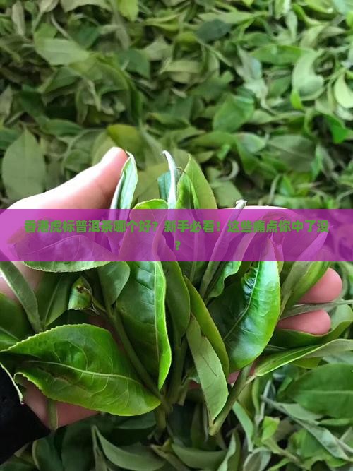 香港虎标普洱茶哪个好