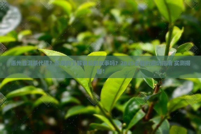 惠州普洱茶代理