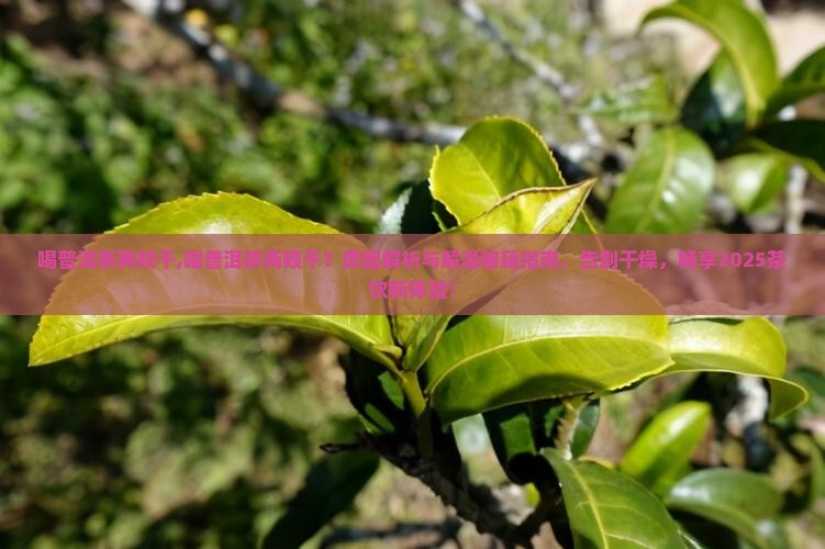 喝普洱茶两颊干