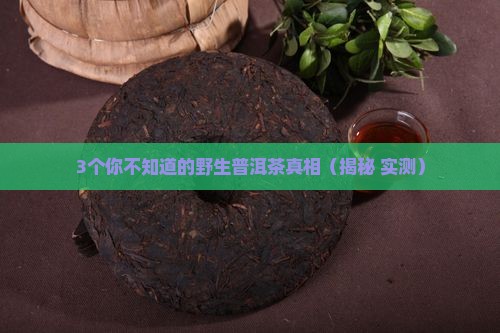 极品野生普洱茶特点
