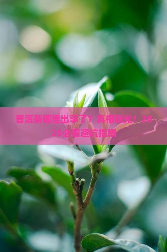 普洱茶哪里着火了 普洱茶哪里着火了