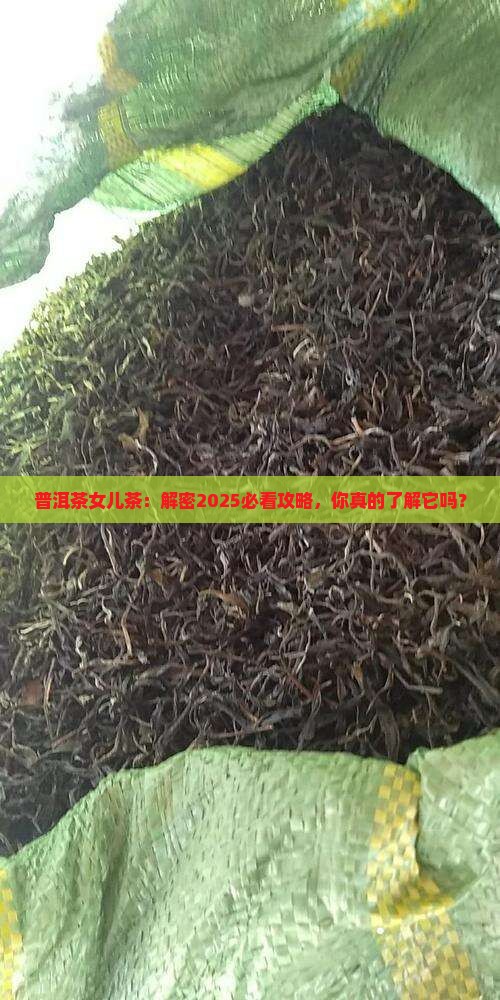 普洱茶女儿茶属于什么茶