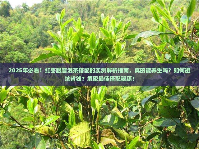 红枣跟普洱茶怎么样