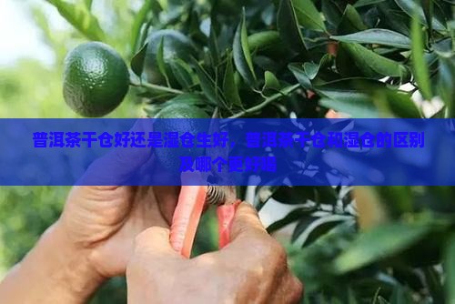 普洱茶干仓好还是湿仓生好