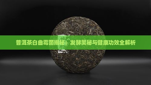 普洱茶白曲霉菌