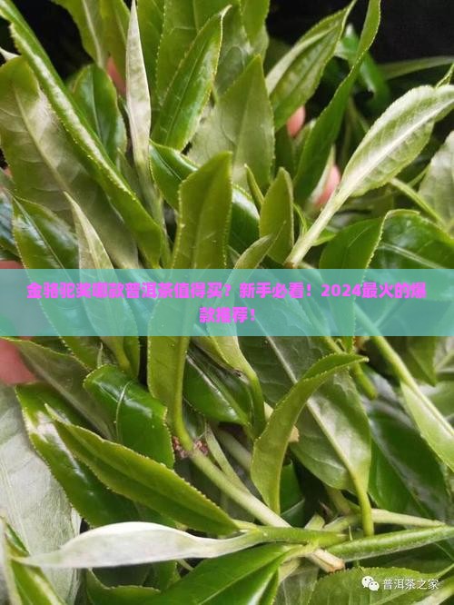 金骆驼奖哪款普洱茶