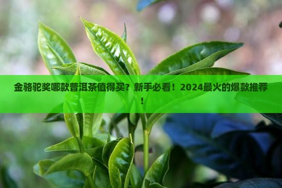 金骆驼奖哪款普洱茶