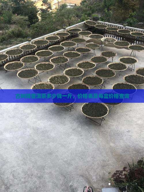 古树牌普洱茶多少钱一斤