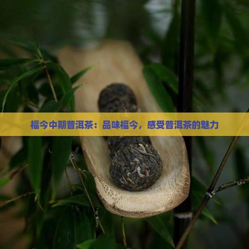 福今中期普洱茶 福今中期普洱茶