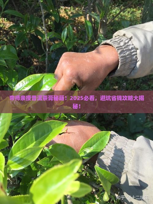 帝师讲普洱茶膏