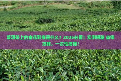 普洱茶上金花是什么