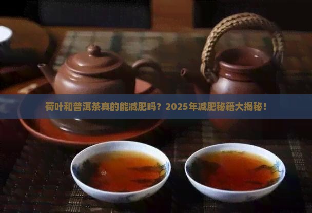 荷叶和普洱茶能不能减肥