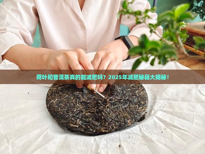 荷叶和普洱茶能不能减肥