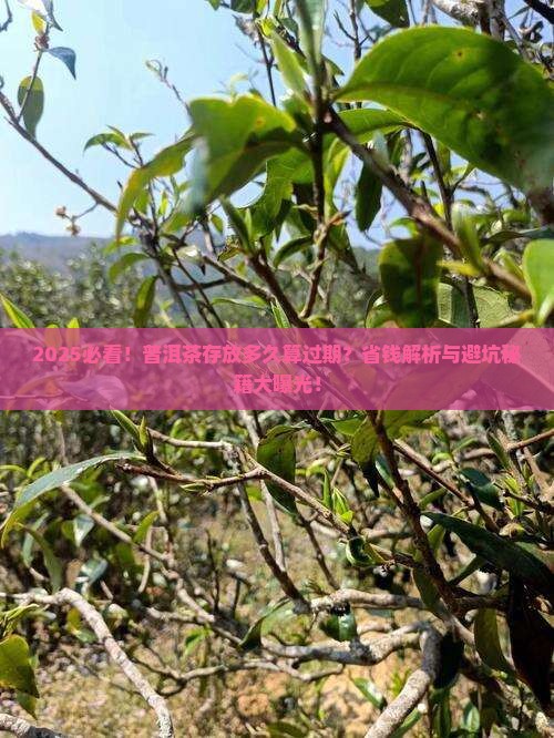 普洱茶存放多久过期