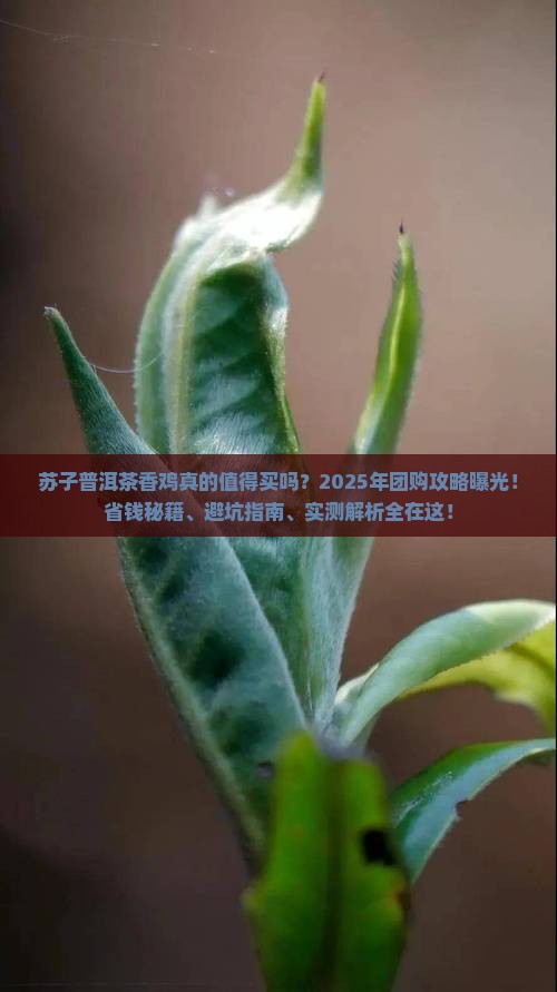 苏子普洱茶香鸡优惠团购