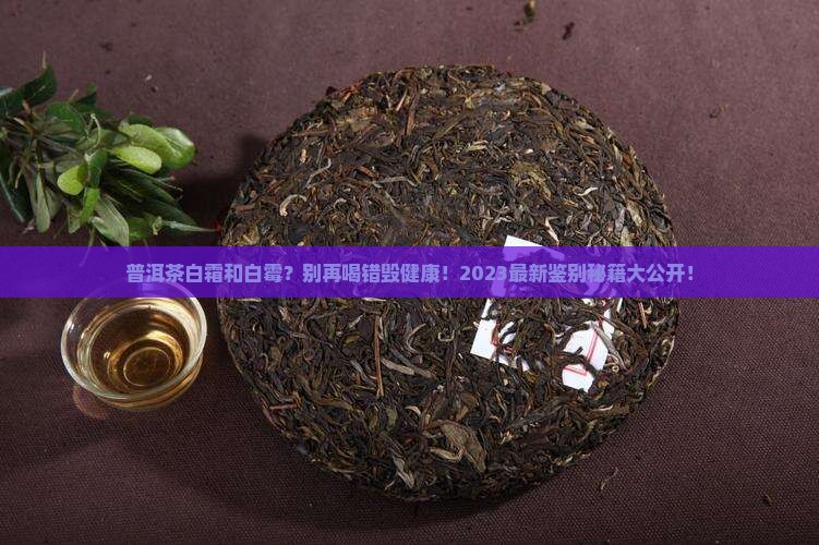 普洱茶白霜和白霉
