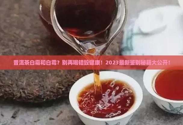 普洱茶白霜和白霉