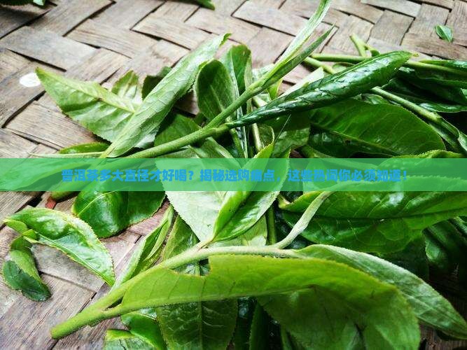 普洱茶多大直径