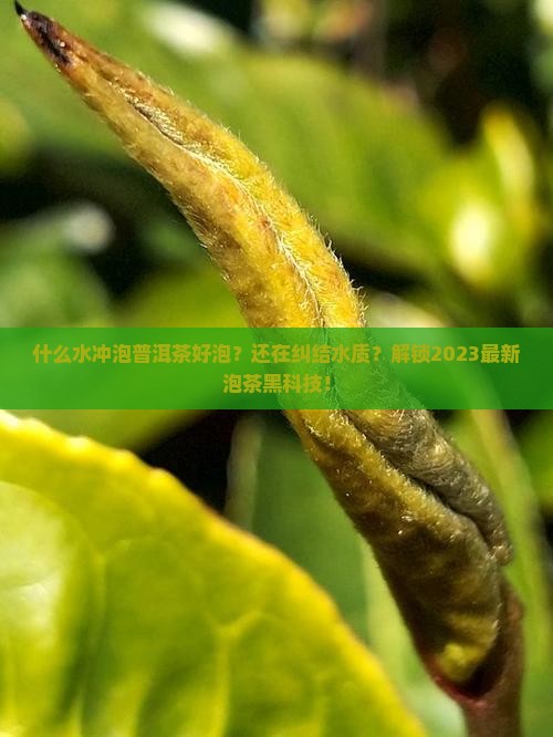 什么水冲泡普洱茶好泡