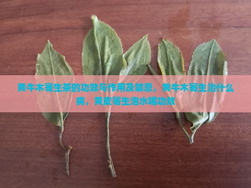 黄牛木寄生茶的功效与作用