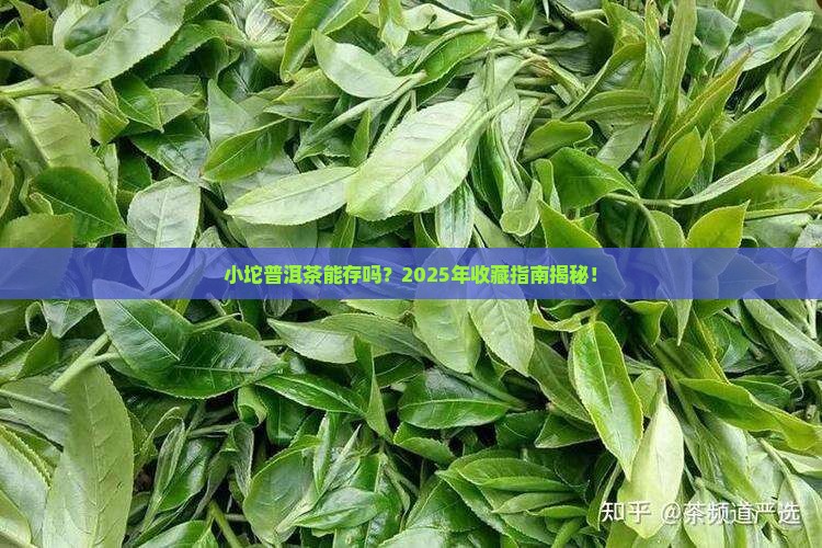 小坨普洱茶能存放吗